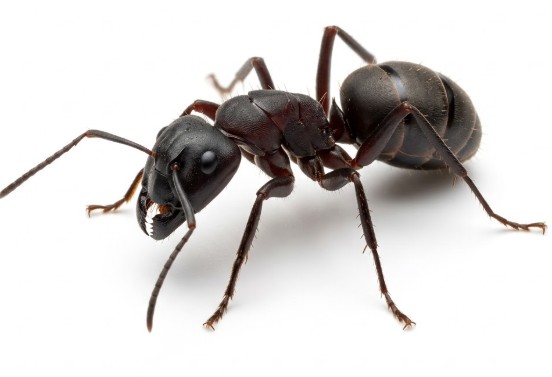 Ant