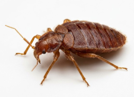 Bed Bug