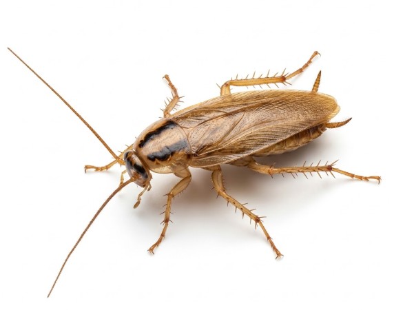 Roach