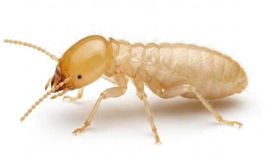 Termite